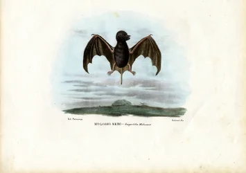Molosse velouté, 1863-79